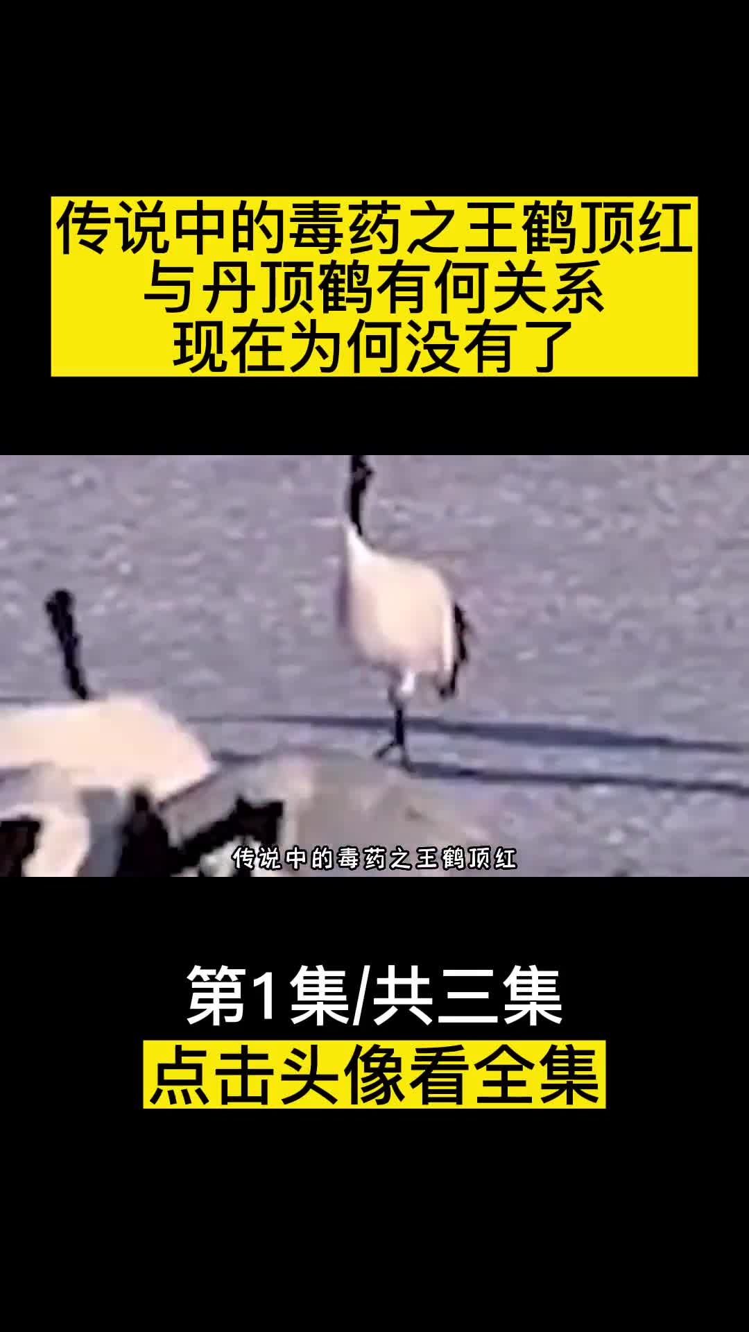 传说中的毒药之王鹤顶红与丹顶鹤有何关系现在怎么没有了