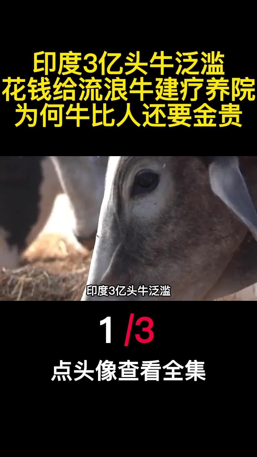 印度3亿头牛泛滥花钱给流浪牛建疗养院为何牛比人还要金贵1