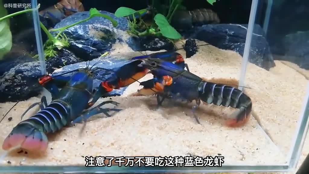 注意了这种龙虾不要吃一