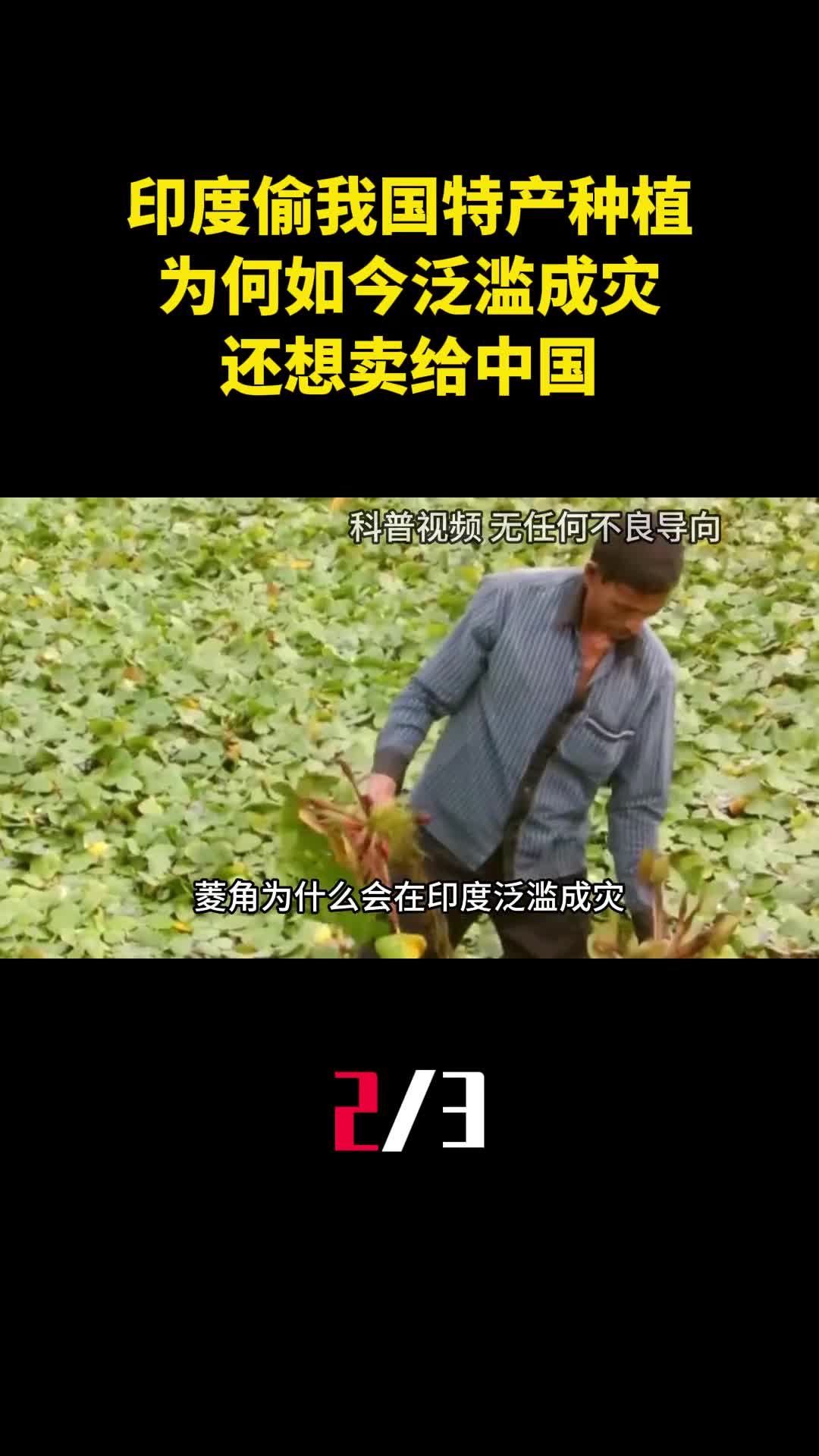 印度偷我国特产种植为何如今泛滥成灾还想卖给中国2