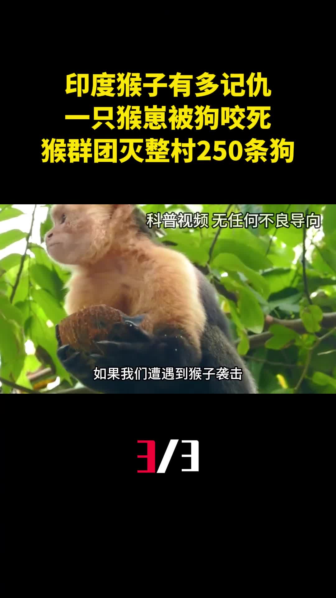 印度猴子有多记仇一只猴崽被狗咬死猴群团灭整村250条狗3