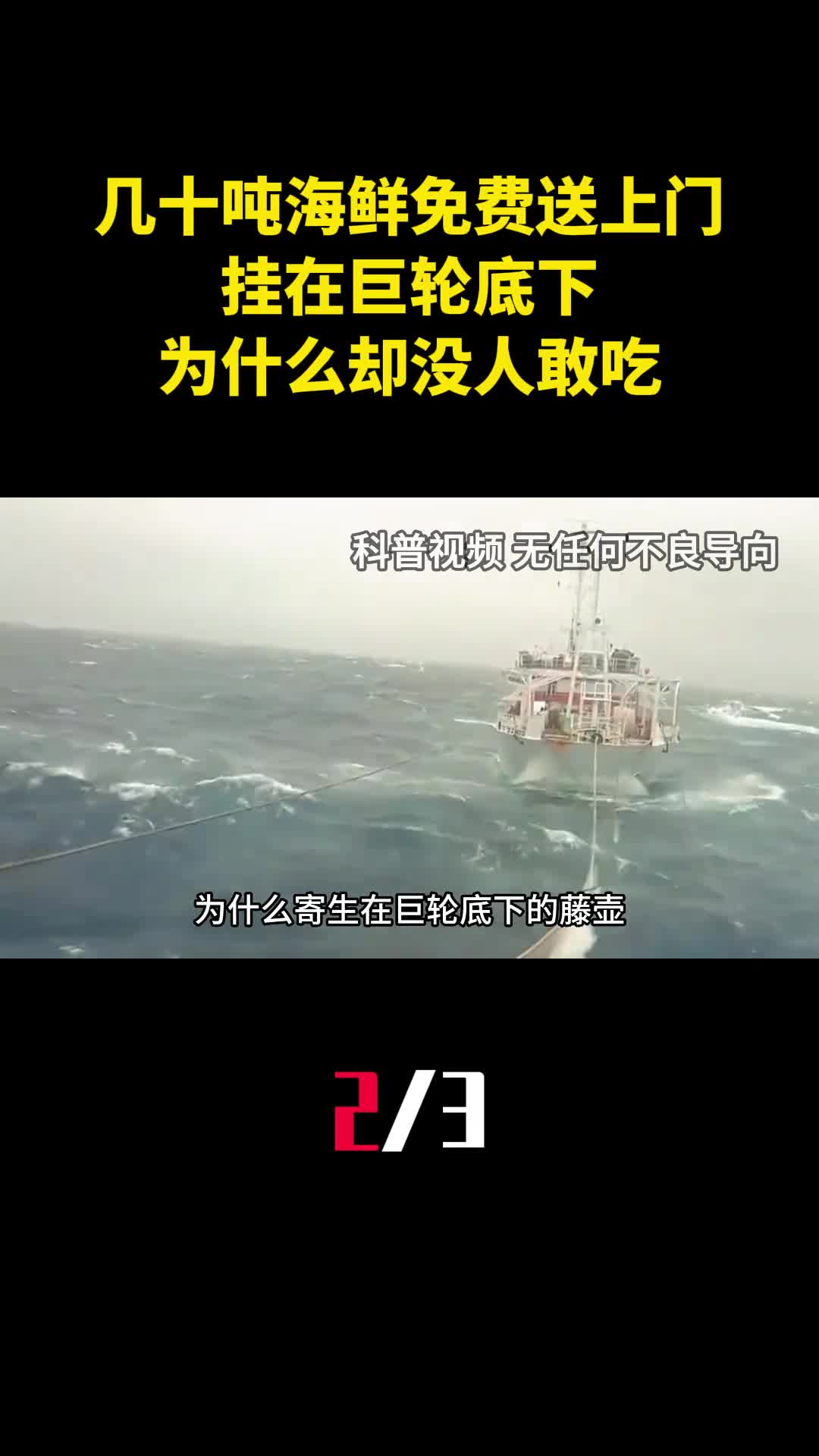 几十吨海鲜免费送上门挂在巨轮底下为什么却没人敢吃2