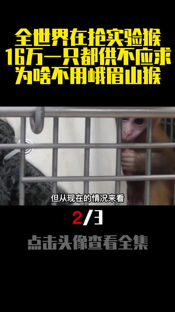 全世界在抢实验猴16万一只都供不应求为啥不用峨眉山猴2