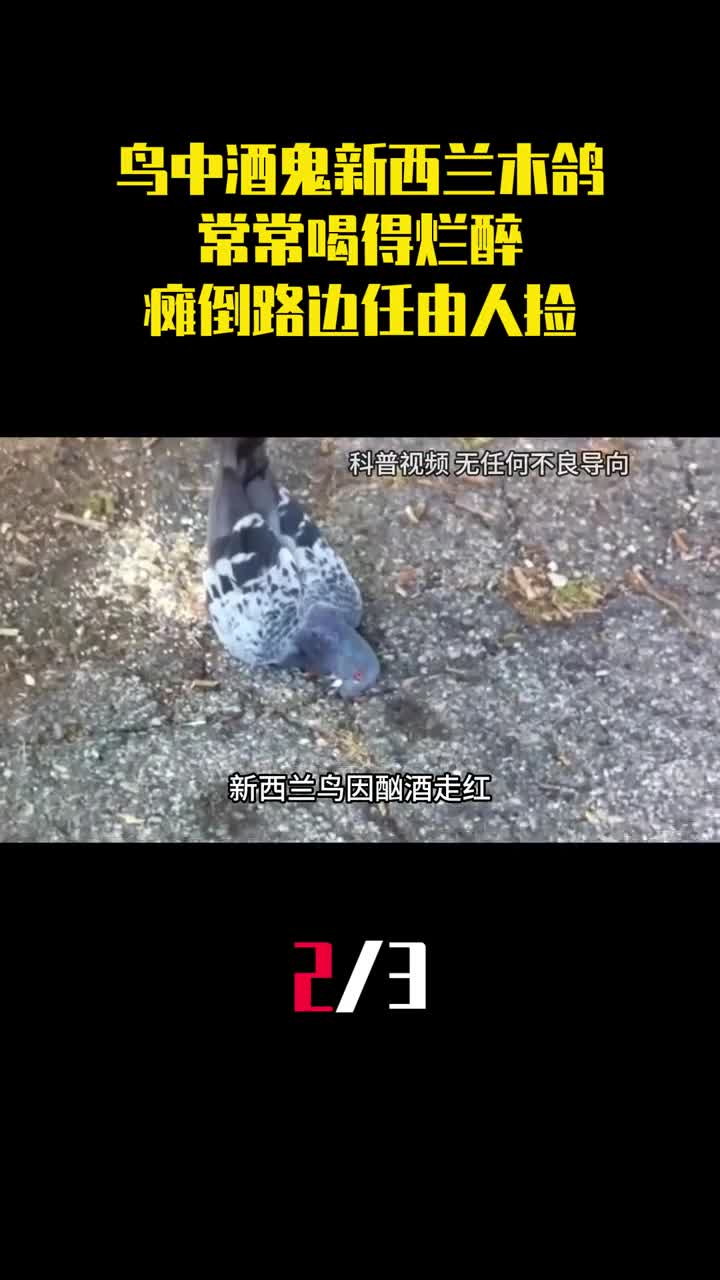 鸟中酒鬼新西兰木鸽常常喝得烂醉瘫倒在路边任由人捡2