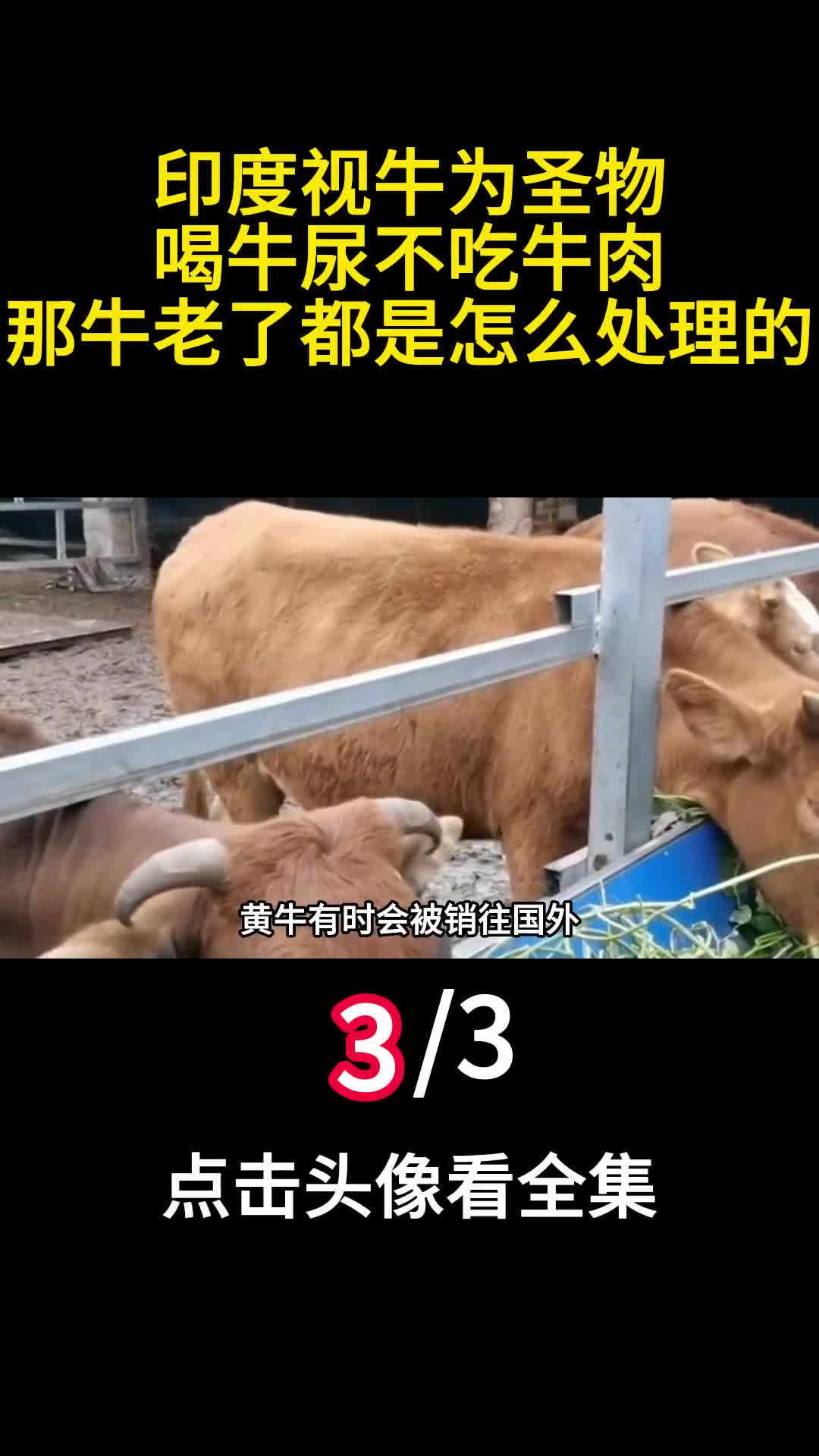 印度视牛为圣物喝牛尿不吃牛肉那牛老了都是怎么处理的3