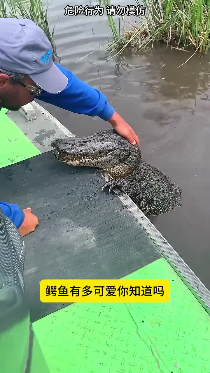 被鳄鱼咬了怎么办先记住他的绝招