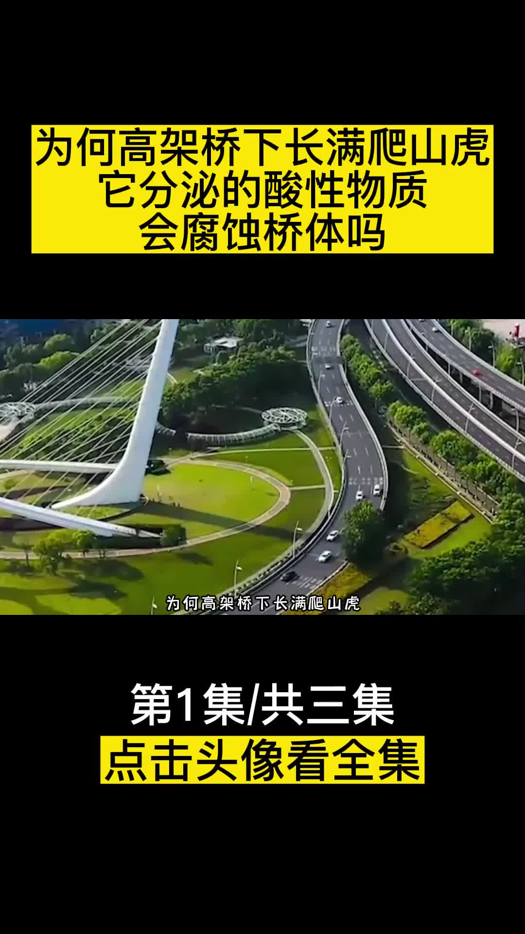 为何高架桥下长满爬山虎它分泌的酸性物质会腐蚀桥体吗