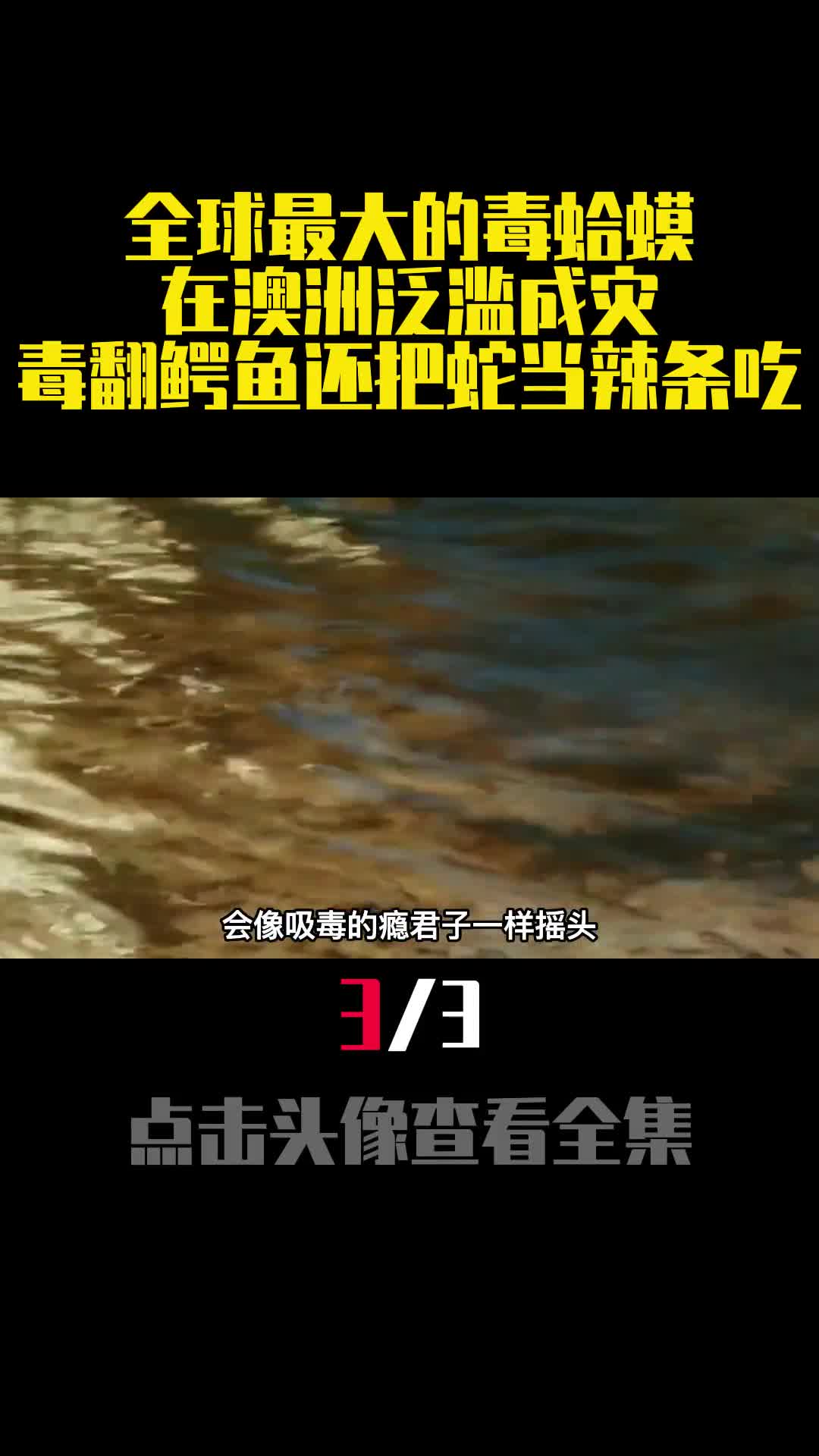 全球最大的毒蛤蟆在澳洲泛滥成灾毒翻鳄鱼还把蛇当辣条吃3