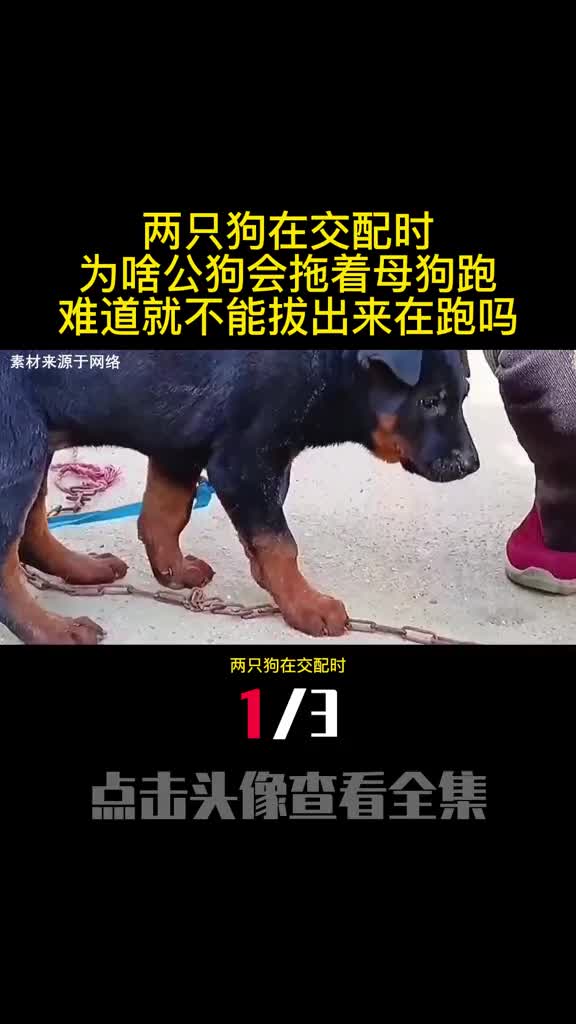两只狗在交配时为啥公狗会拖着母狗跑难道就不能拔出来在跑吗1