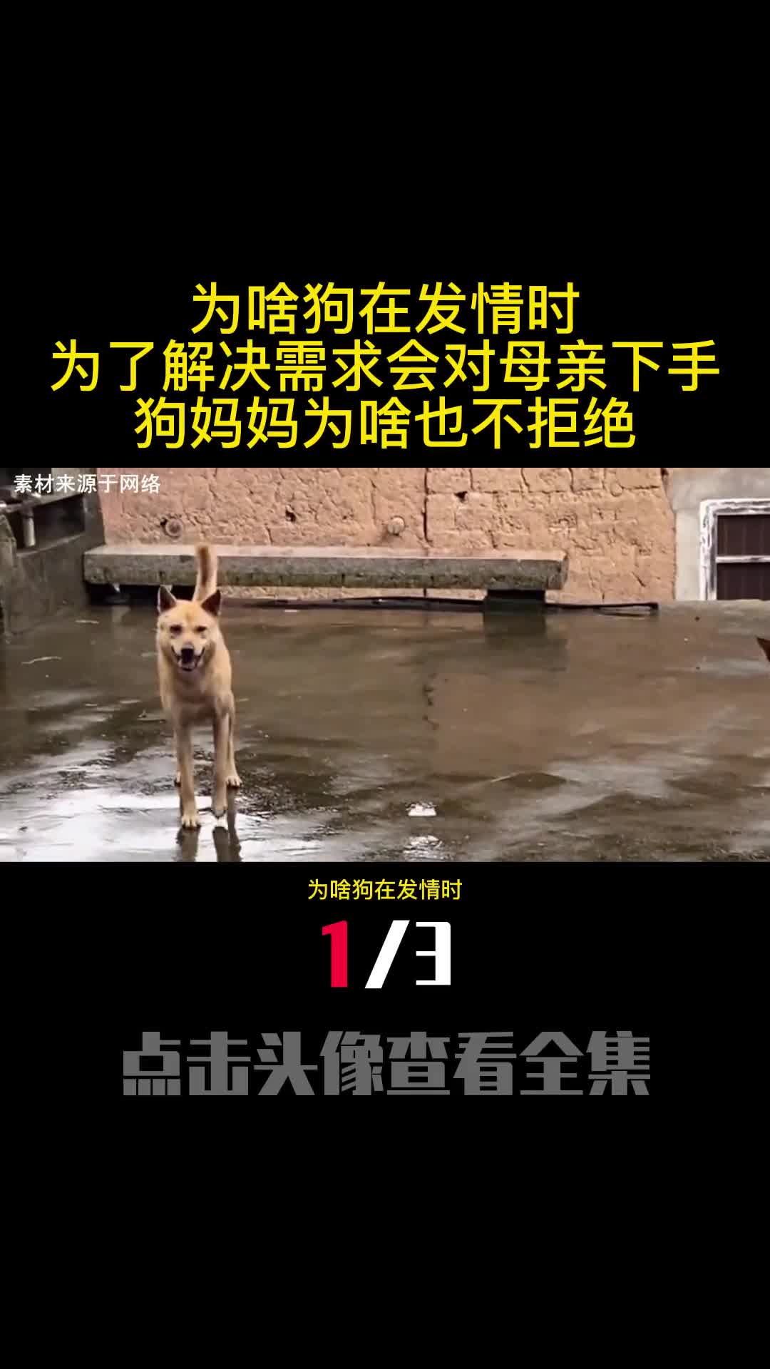 为啥狗在发情时为了解决需求会对母亲下手狗妈妈为啥也不拒绝1