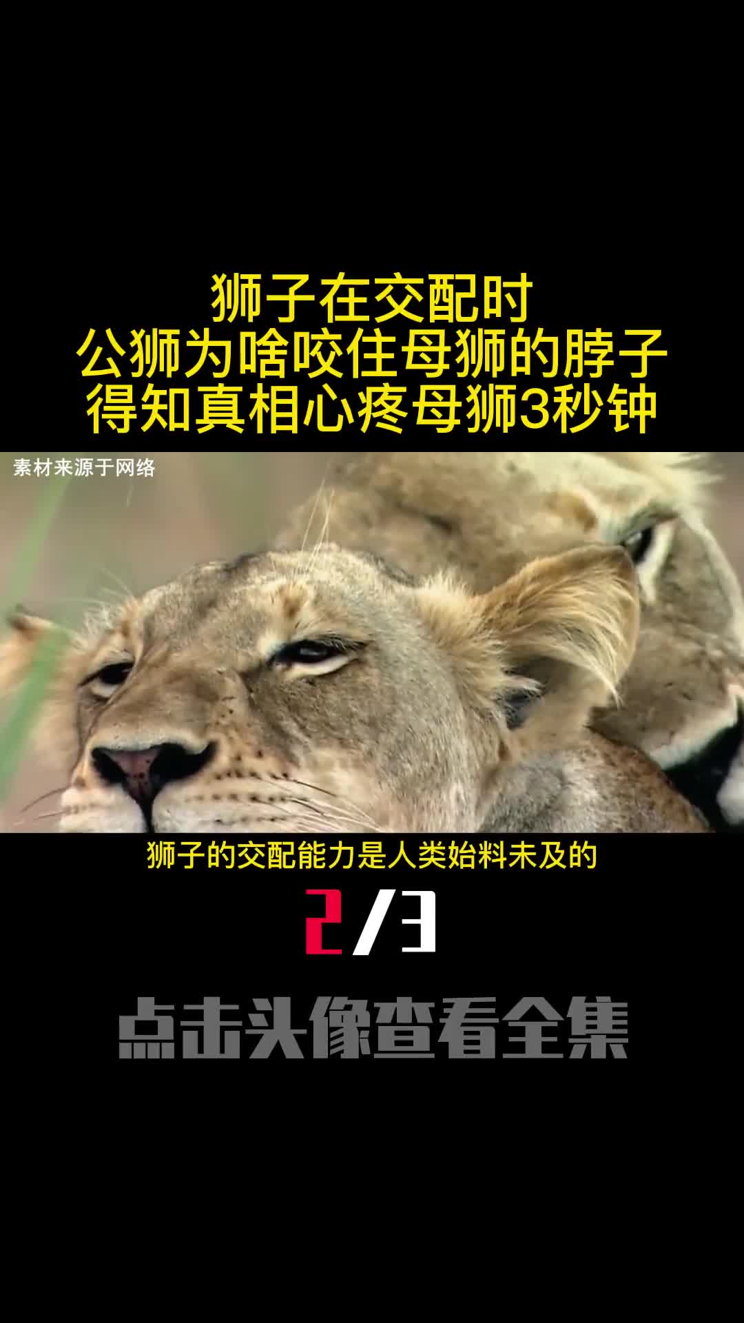 狮子在交配时公狮为啥咬住母狮的脖子得知真相心疼母狮3秒钟2