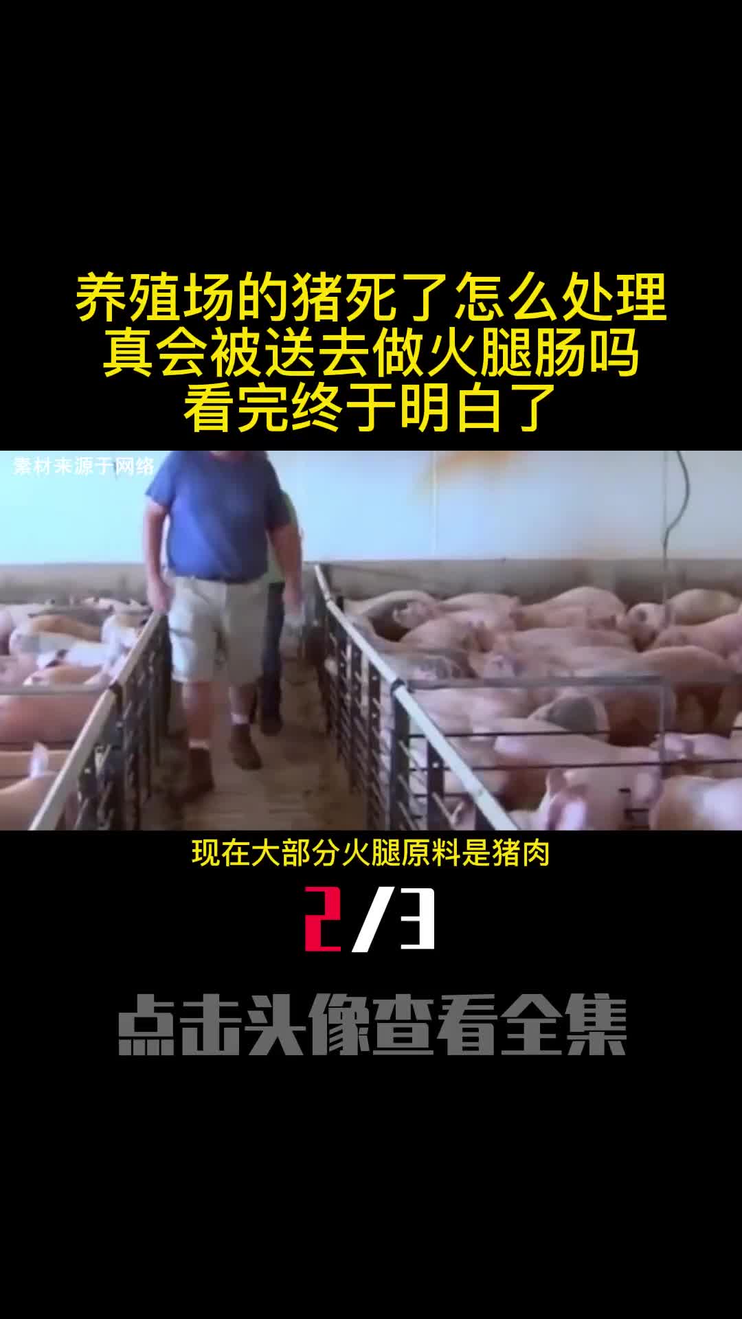 养殖场的猪死了怎么处理真会被送去做火腿肠吗看完终于明白了2