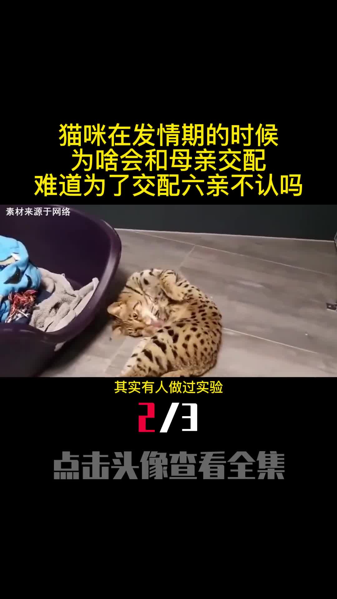猫咪在发情期的时候为啥会和母亲交配难道为了交配六亲不认吗2