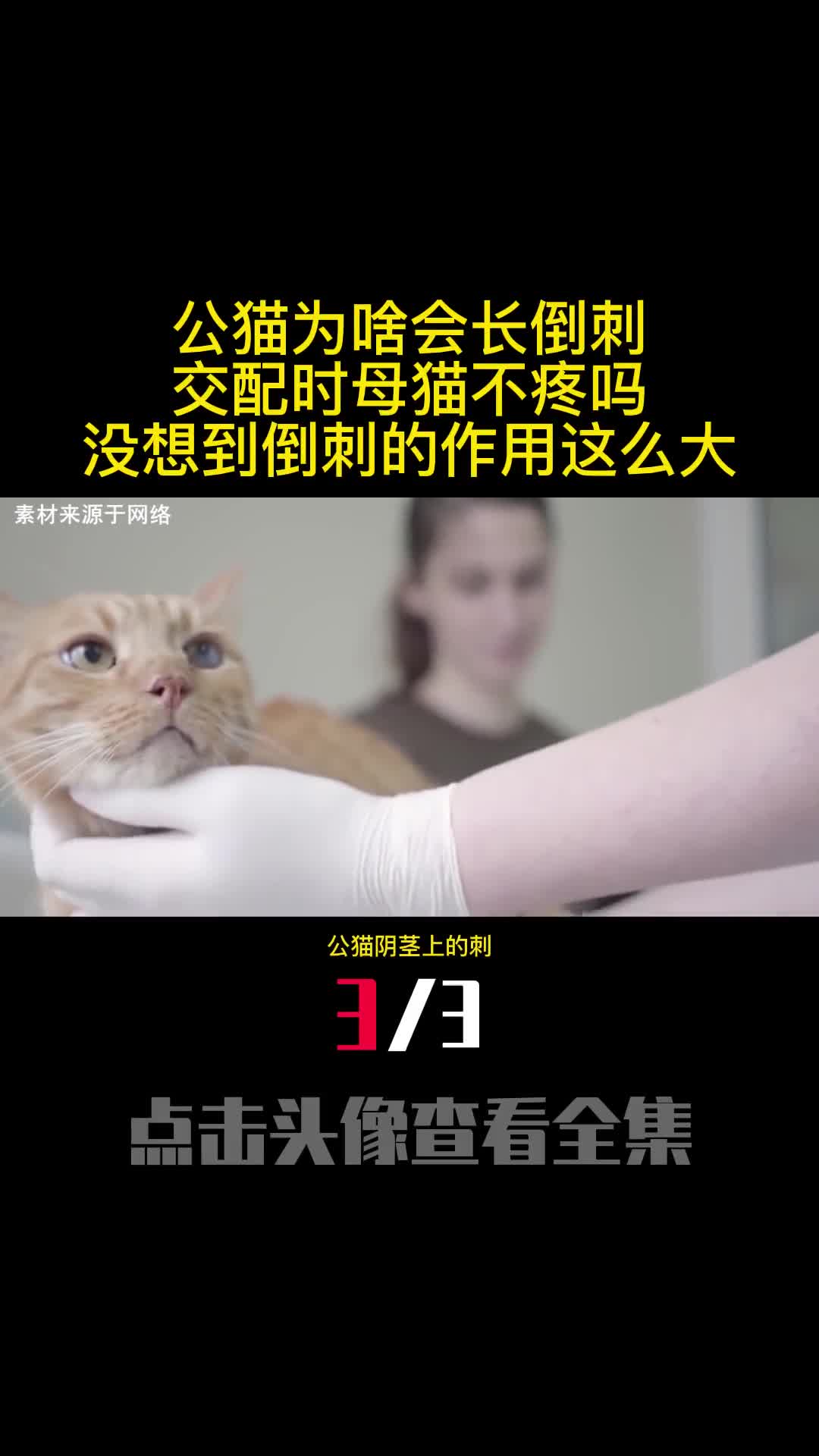 公猫为啥会长倒刺交配时母猫不疼吗没想到倒刺的作用这么大3