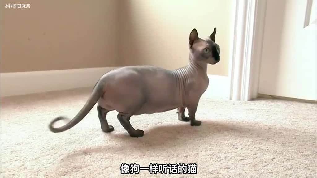 这种猫居然比狗还听话全球7种罕见的猫咪大盘点一