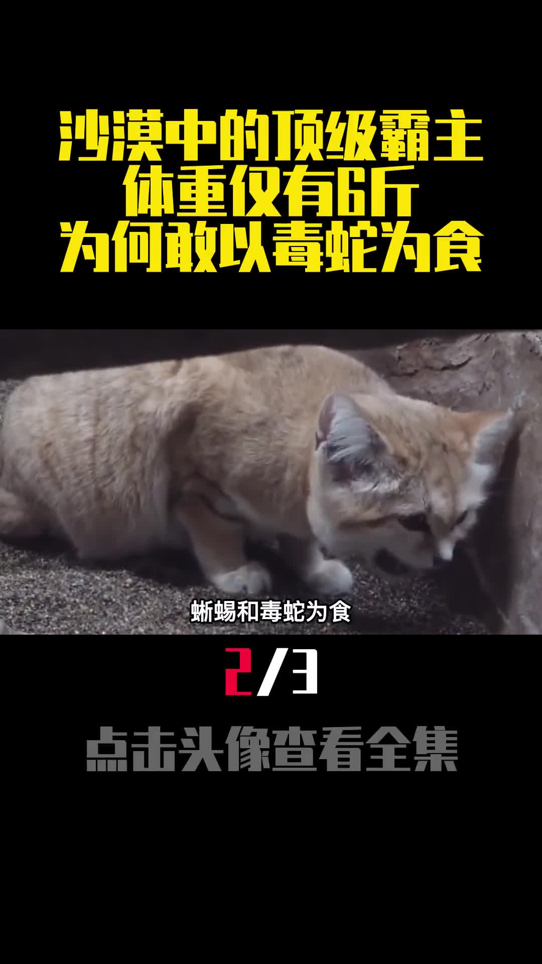 沙漠中的顶级霸主体重仅有6斤为何敢以毒蛇为食2