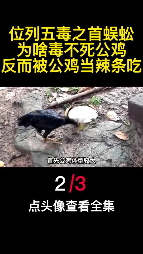 位列五毒之首蜈蚣为啥毒不死公鸡反而被公鸡当辣条吃2