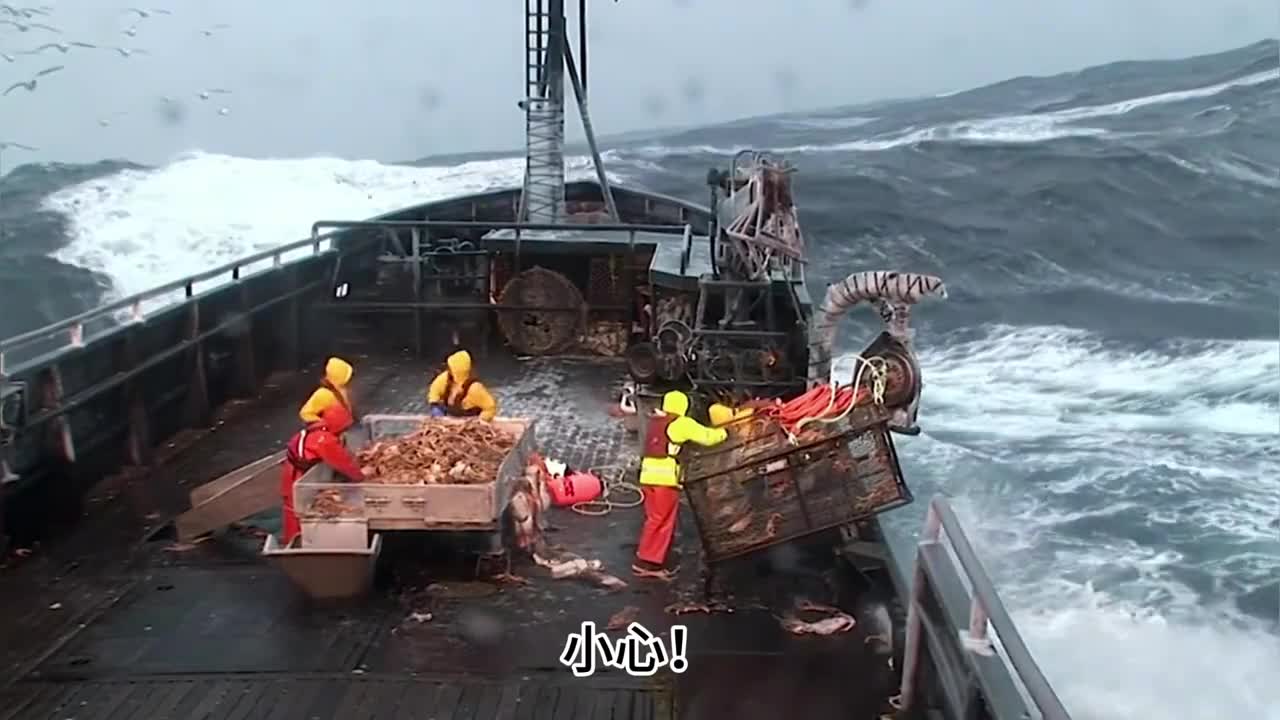 如此震撼的一幕只为了捕捞海洋中已经泛滥成灾的小公鱼