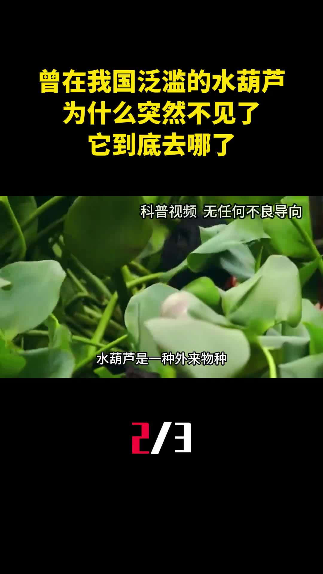 原本在我国泛滥的水葫芦为什么突然不见了它到底去哪了2