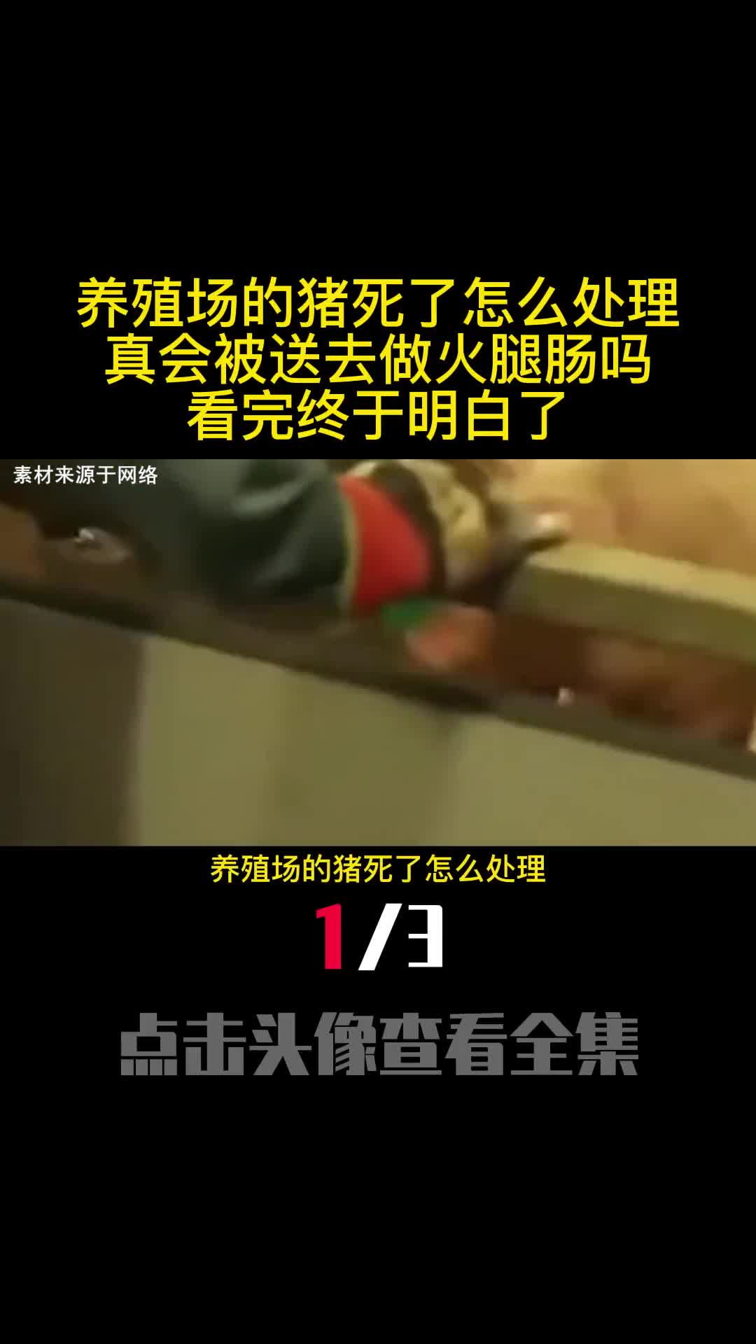 养殖场的猪死了怎么处理真会被送去做火腿肠吗看完终于明白了1