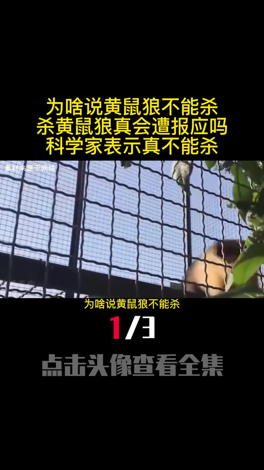 为啥说黄鼠狼不能杀杀黄鼠狼真会遭报应吗科学家表示真不能杀1