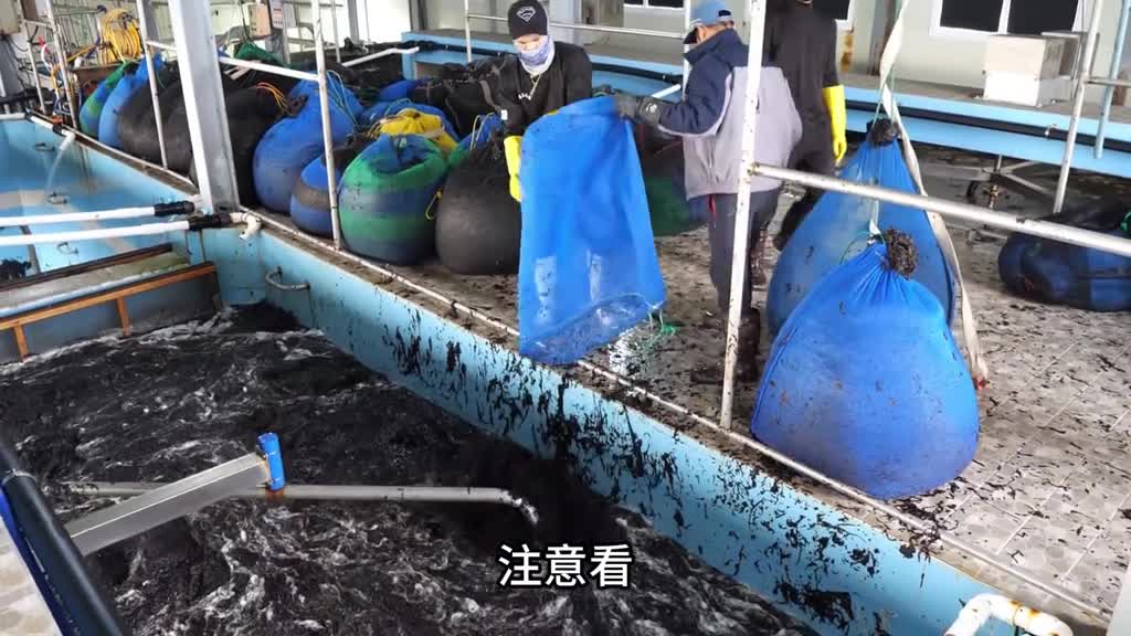 看完海带丝的加工过程你还敢吃吗