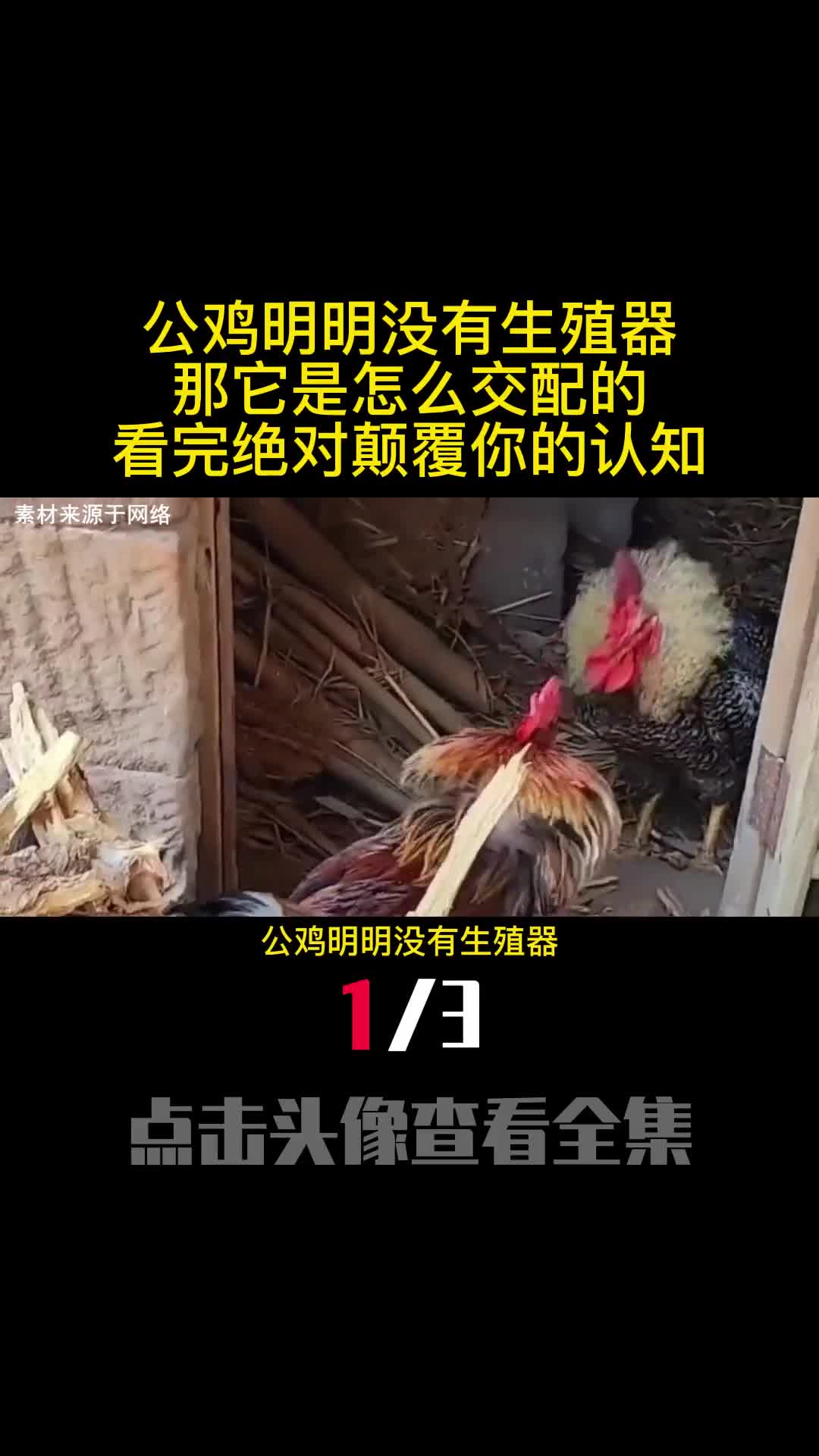 公鸡明明没有生殖器那它是怎么交配的看完绝对颠覆你的认知1