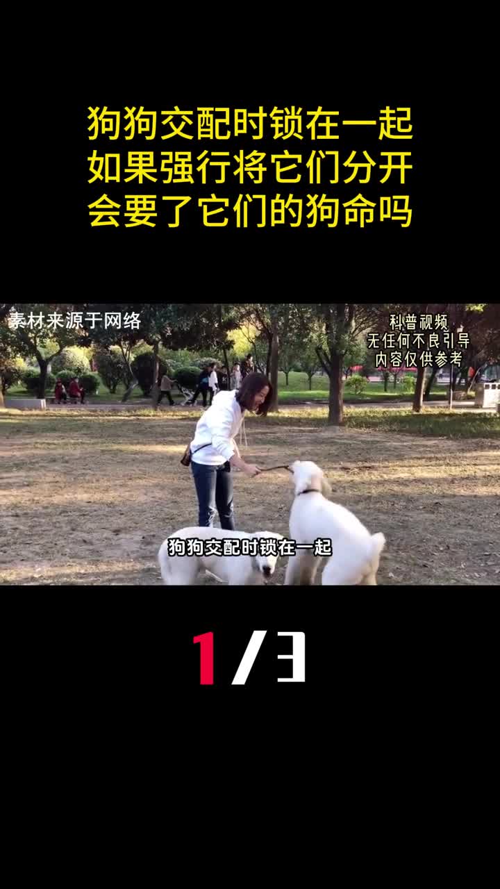 狗狗交配时锁在一起如果强行将它们分开会要了它们的狗命吗1