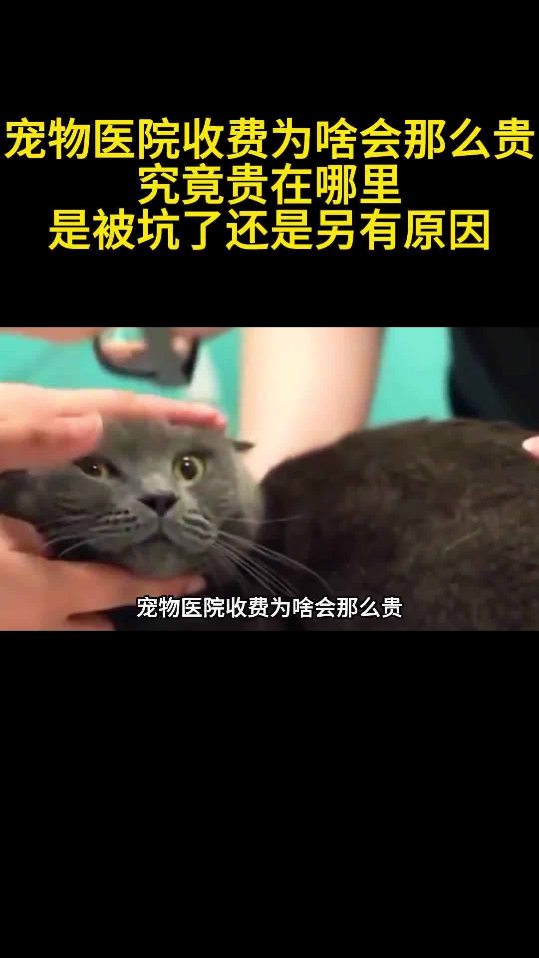 宠物医院收费为啥会那么贵究竟贵在哪里是被坑了还是另有原因