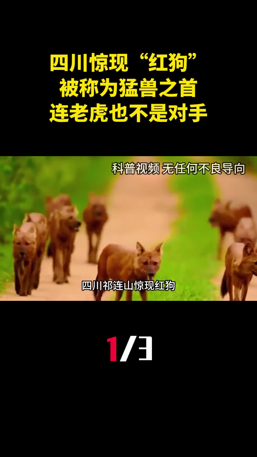 四川祁连山惊现红狗被称为猛兽之首连老虎也不是对手1