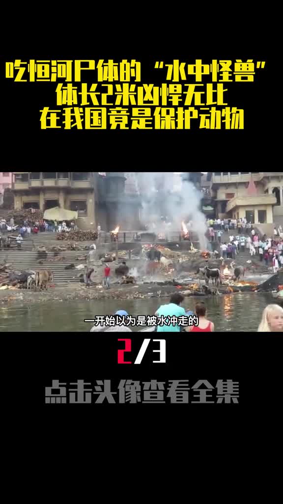 吃恒河尸体的水中怪兽体长2米凶悍无比在我国竟是保护动物2