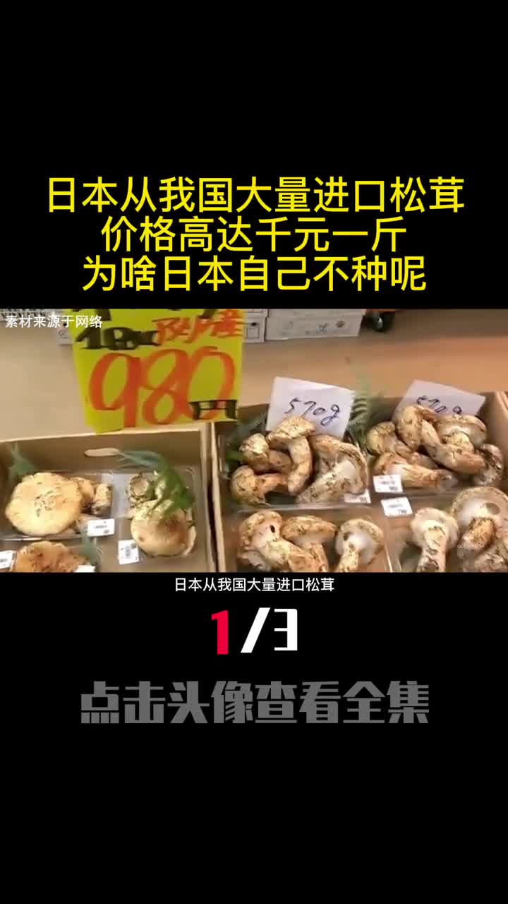 日本从我国大量进口松茸价格高达千元一斤为啥日本自己不种呢1