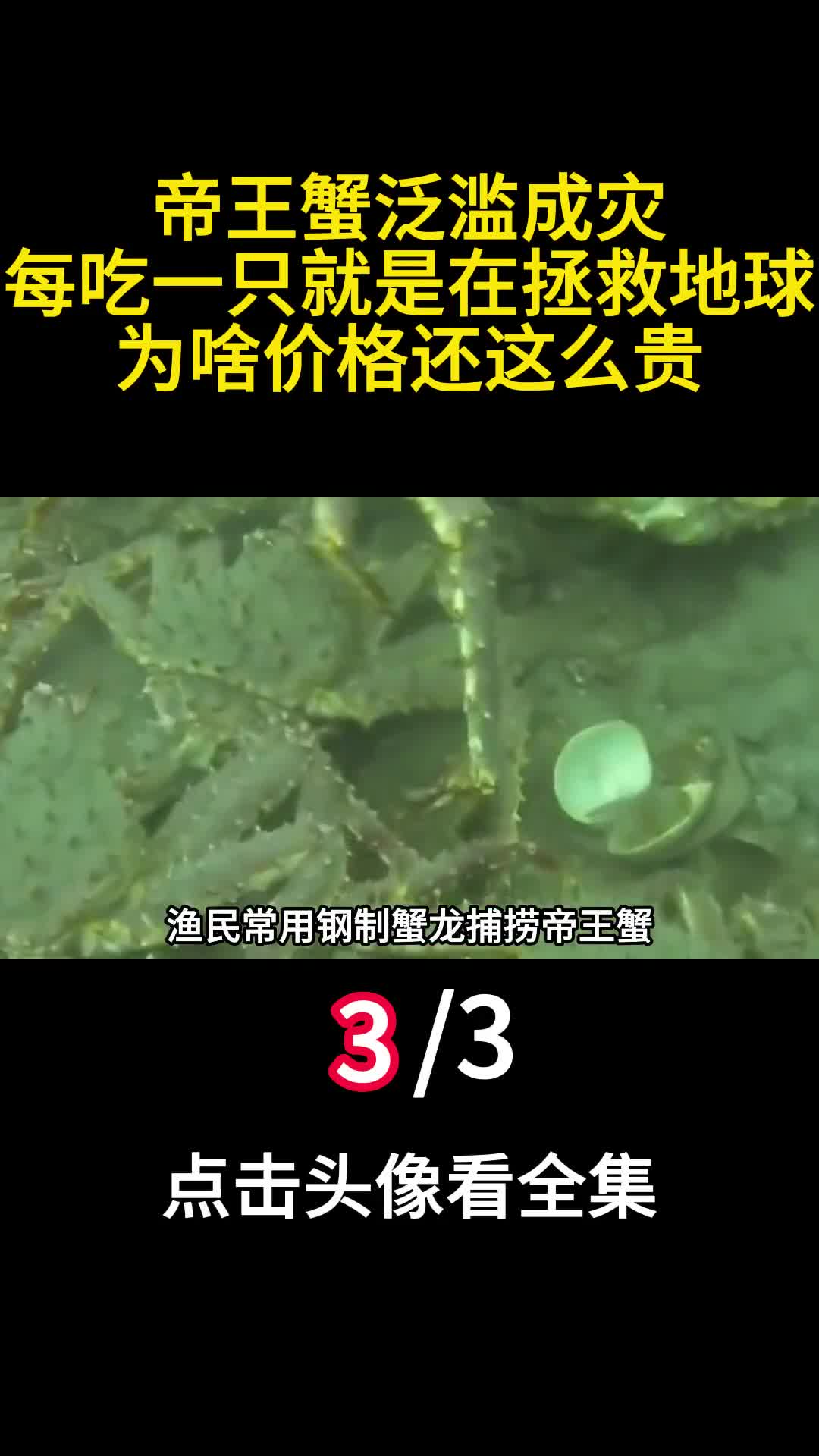 帝王蟹泛滥成灾每吃一只就是在拯救地球为啥价格还这么贵三