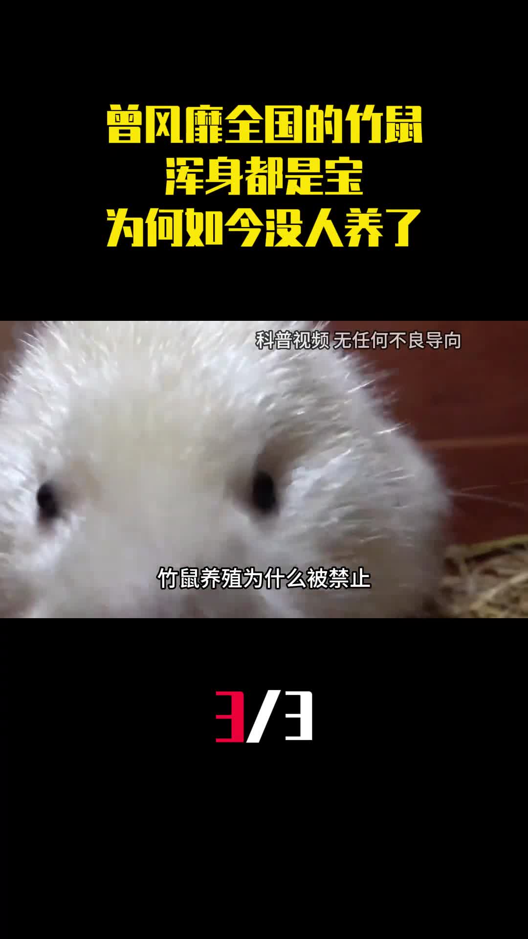 曾经风靡全国的竹鼠浑身都是宝为什么如今没人养了3