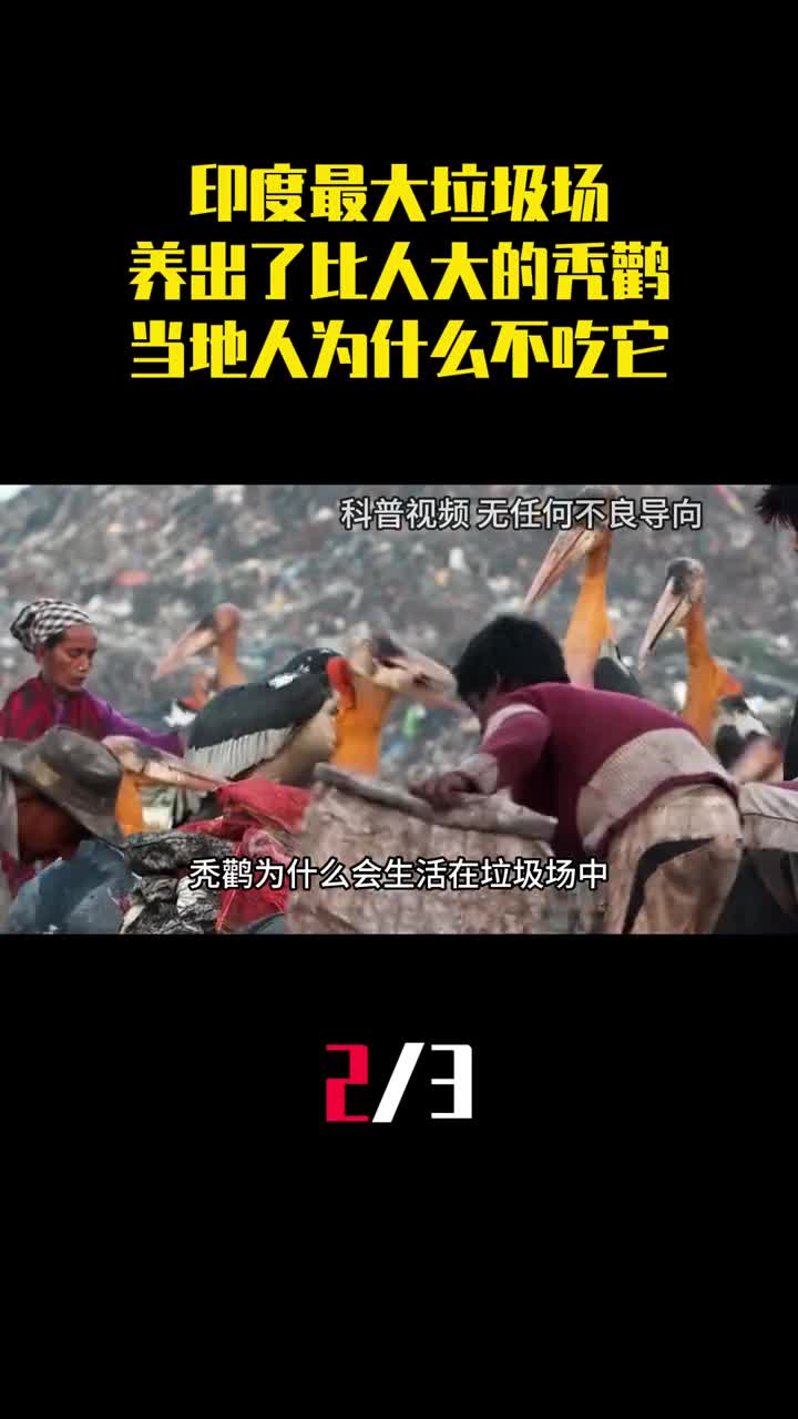 印度最大垃圾场养出了比人还大的秃鹳当地人为什么不吃它2