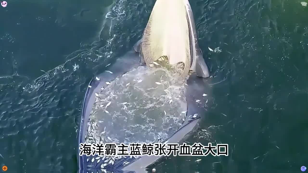 如此大动干戈却只为了捕捉一种身长不到6厘米的小家伙