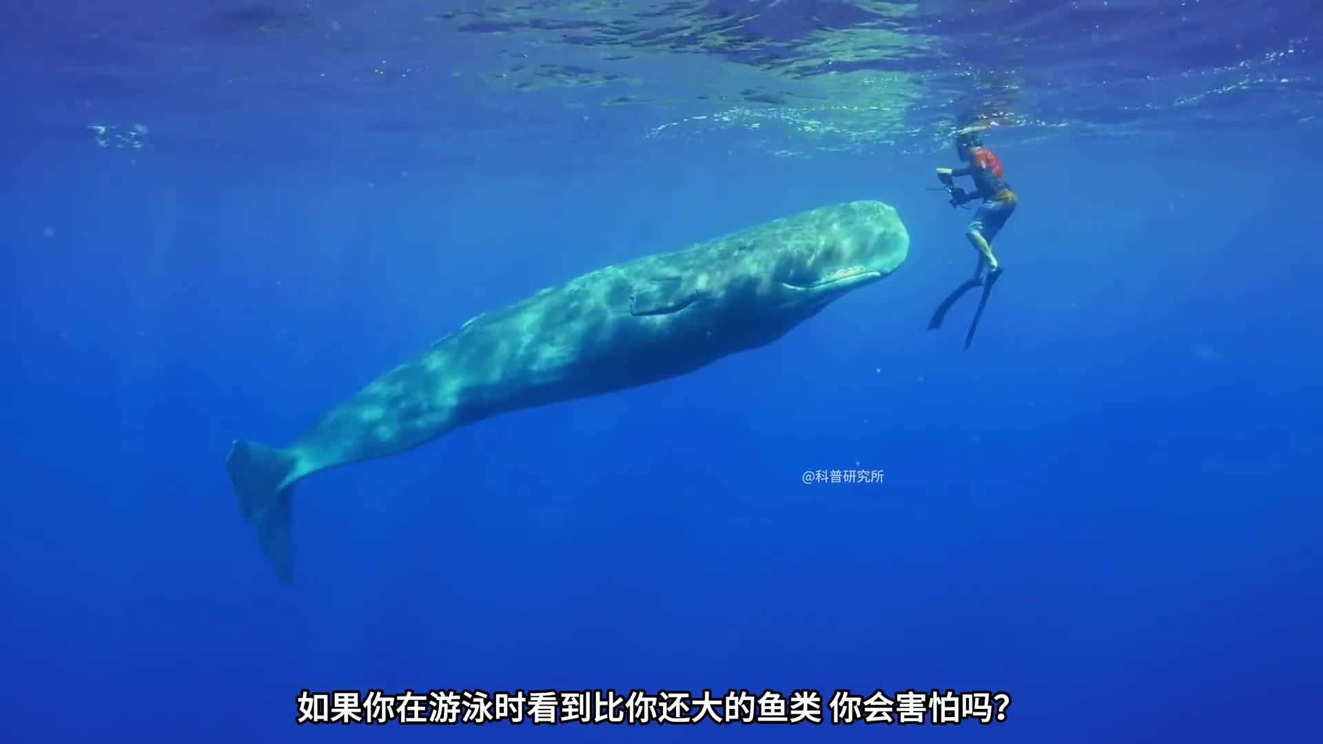 鱼类尺寸大对比它们和人类体型作比较有多大的差距三