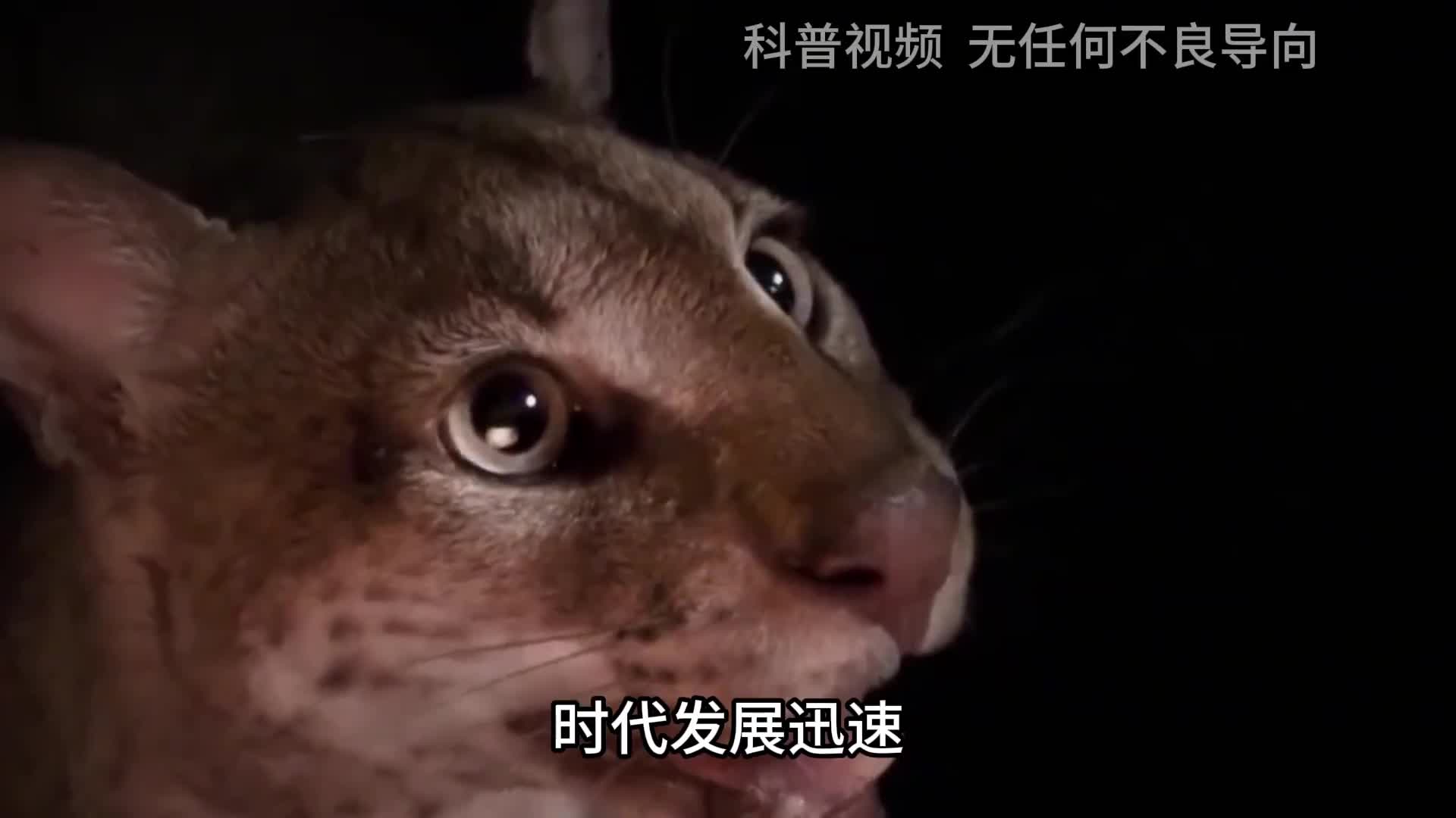 中国曾三次拍到彪彪是什么动物真能轻松杀死老虎吗3