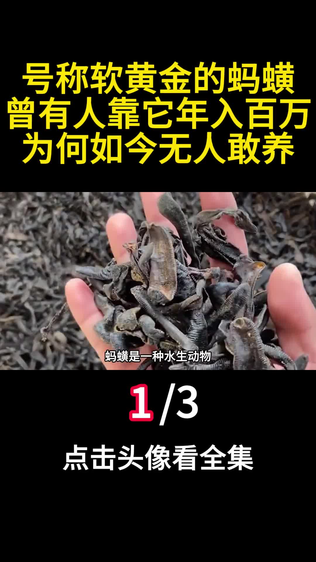 号称软黄金的蚂蟥曾有人靠它年入百万为何如今无人敢养一