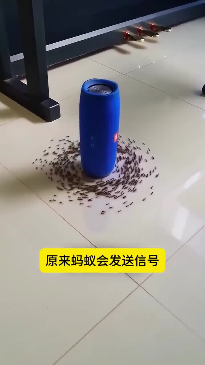 蚂蚁居然是这样传递信号的