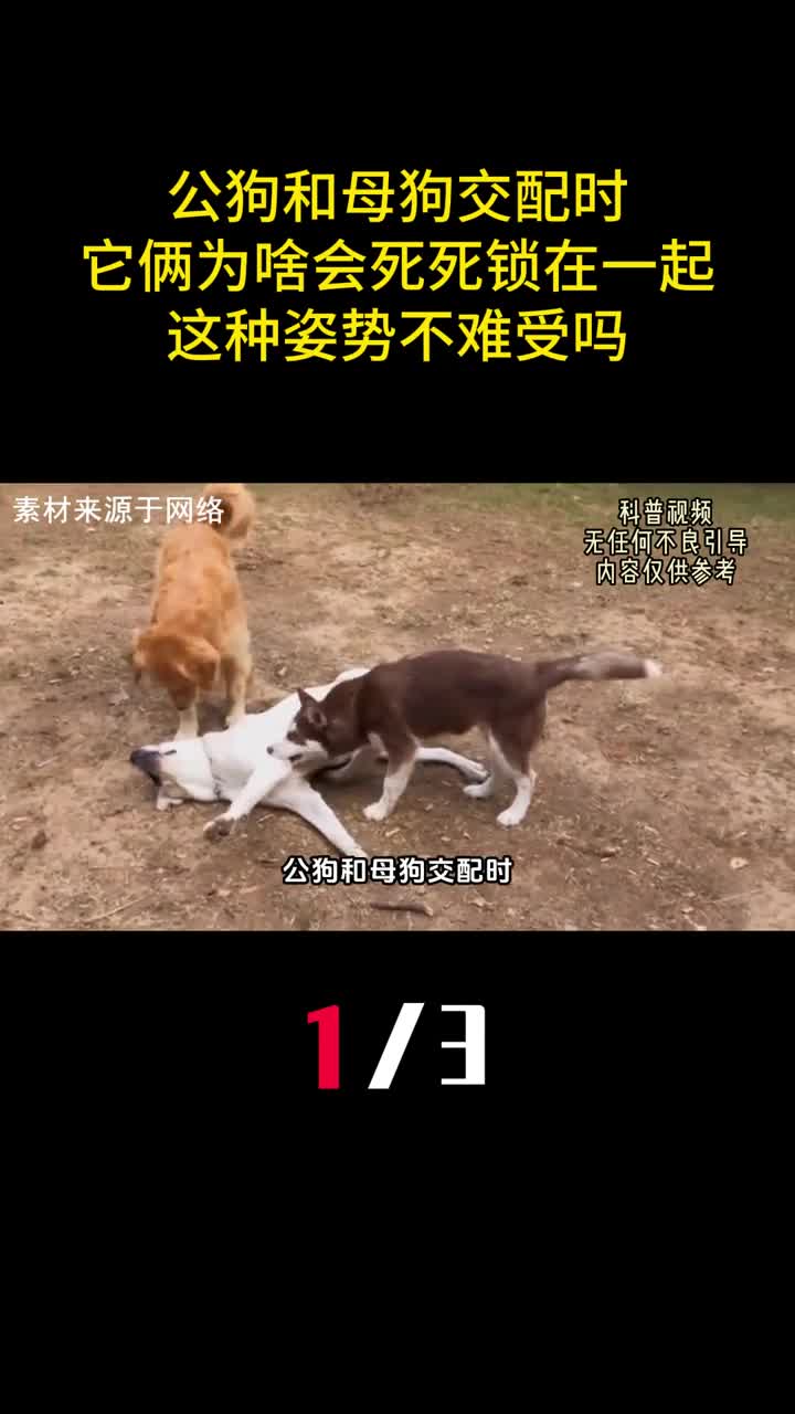 公狗和母狗交配时它俩为啥会死死锁在一起这种姿势不难受吗1