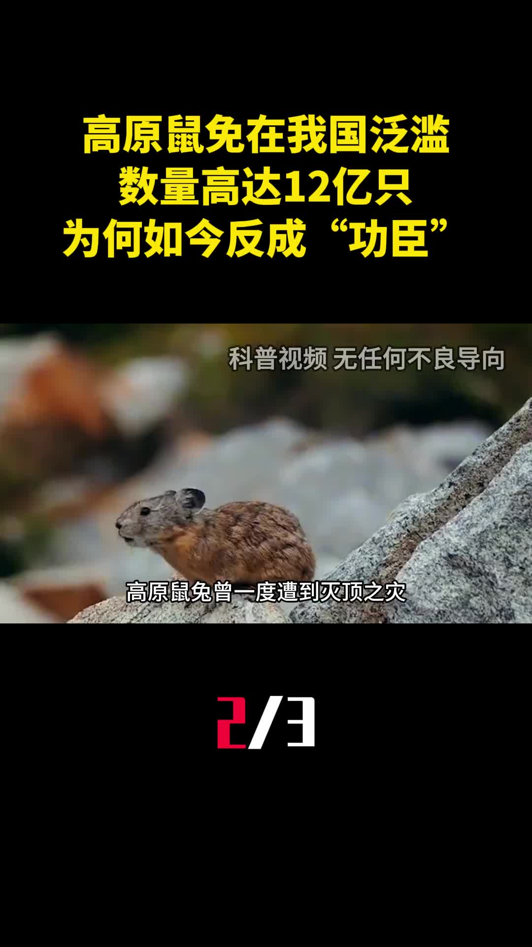 高原鼠免在我国泛滥数量高达12亿只为何如今反成功臣2