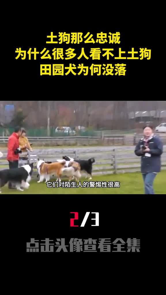 土狗那么忠诚为什么很多人看不上土狗田园犬为何没落2