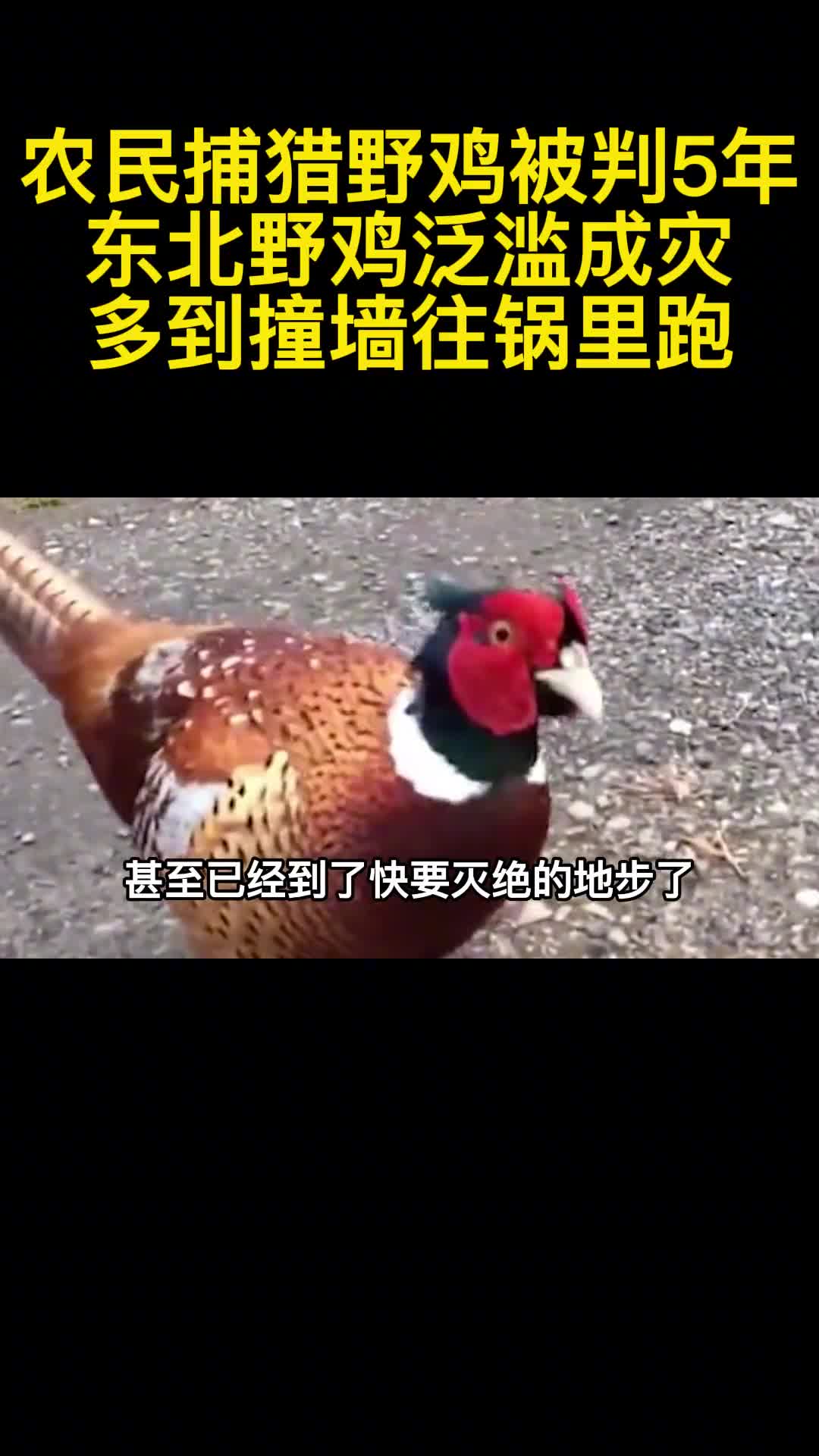 农民捕猎野鸡被判5年东北野鸡泛滥成灾多到撞墙往锅里跑2