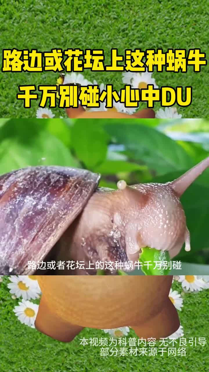 路边或花坛这种蜗牛千万别碰小心中du