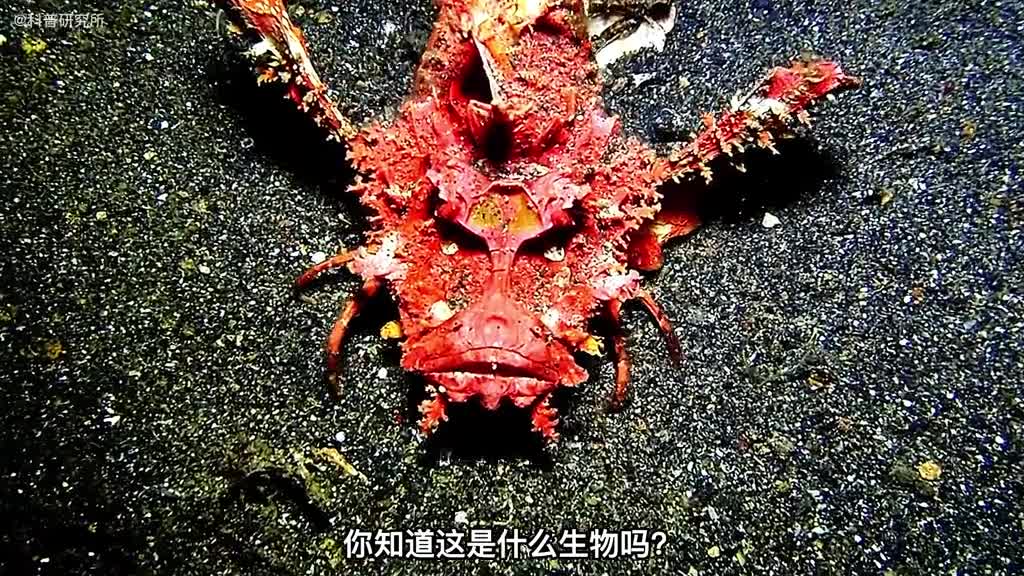 这种新型的虾你敢吃吗还有像龙头的鱼你知道是什么吗一