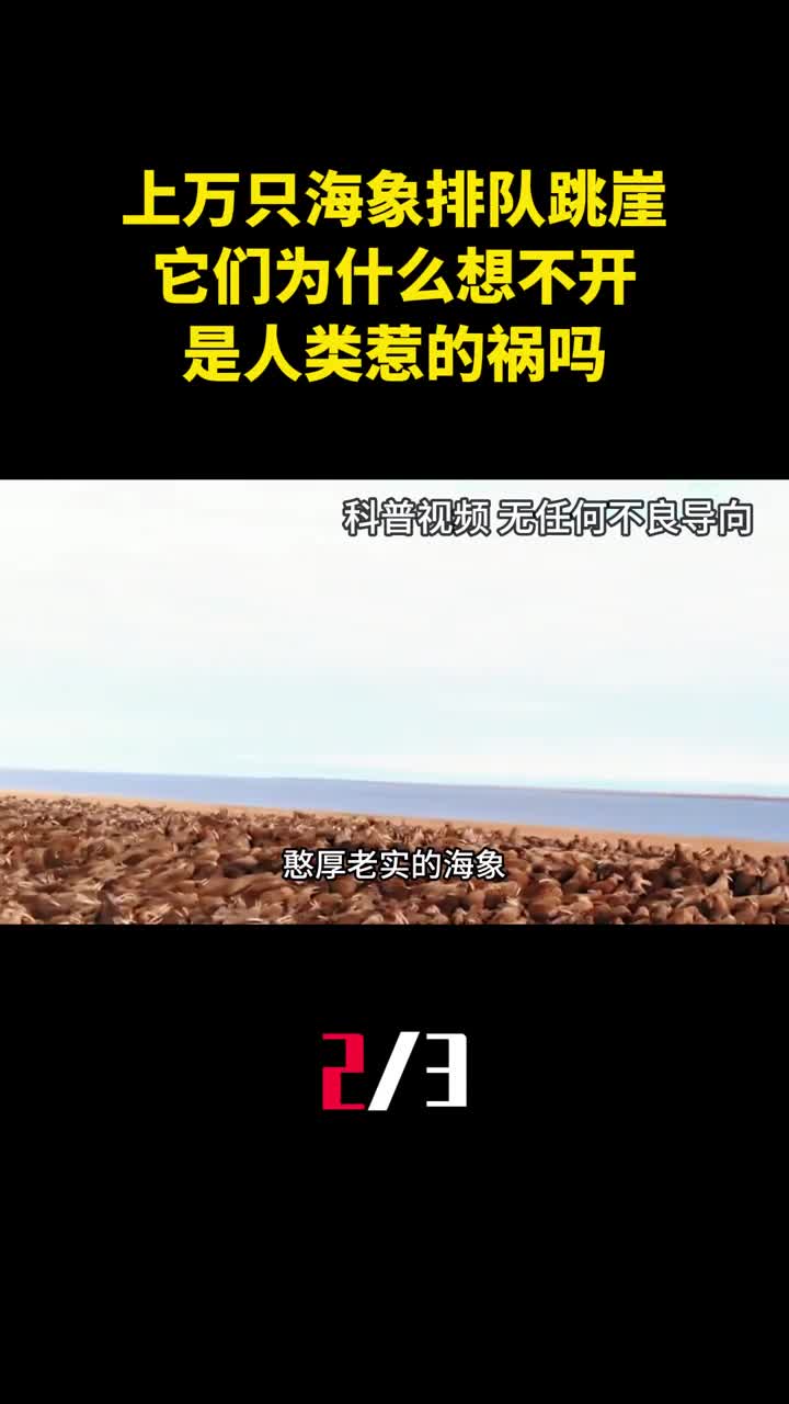 上万只海象排队跳崖它们为什么如此想不开是人类惹的祸吗2