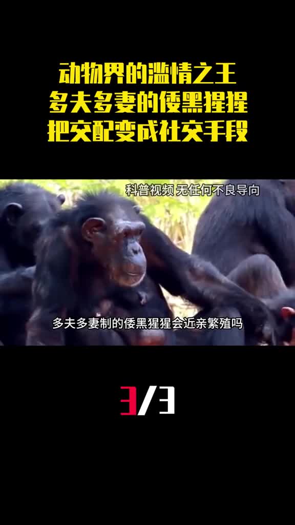 动物界的滥情之王多夫多妻制的倭黑猩猩把交配变成社交手段3