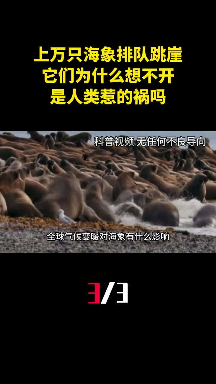 上万只海象排队跳崖它们为什么如此想不开是人类惹的祸吗3