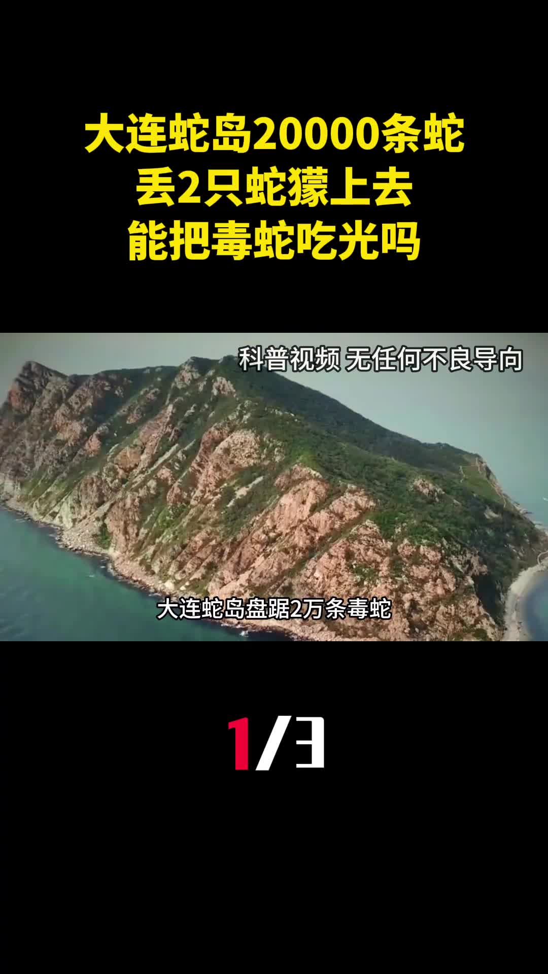 大连蛇岛盘踞20000条毒蛇丢2只蛇獴上去能把毒蛇吃光吗1